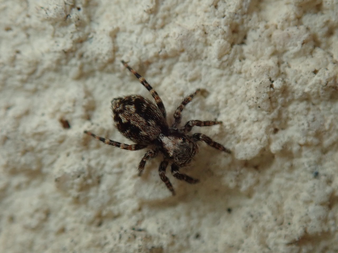 Pseudeuophrys lanigera